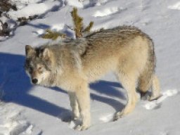 Loup de l&#039;île de Baffin